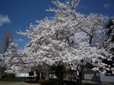 sakura2011.JPG