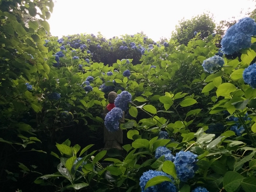 二本松　あじさい寺として知られる高林寺