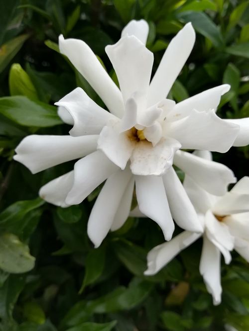 なんの花でしょう いい香りがします