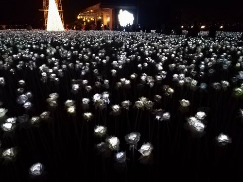 10000本の薔薇 LED