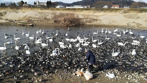 阿武隈川の水鳥たち