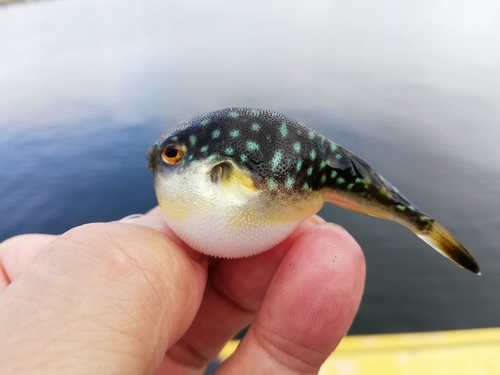 久しぶりの防波堤釣り