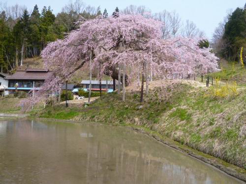 中島の地蔵桜